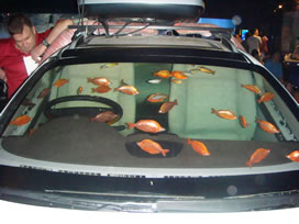 車の中で泳ぐ金魚たち
