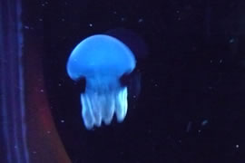 blue blubber jelly